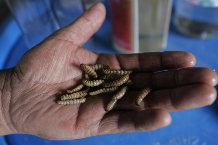 Mezcal worms tequila mexico