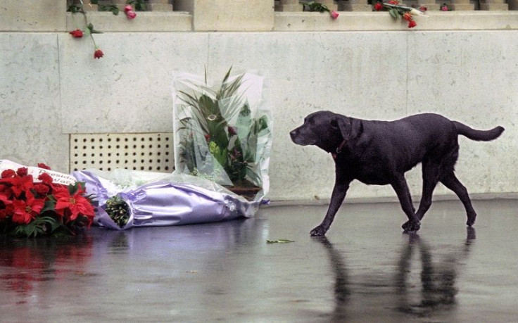 black labrador