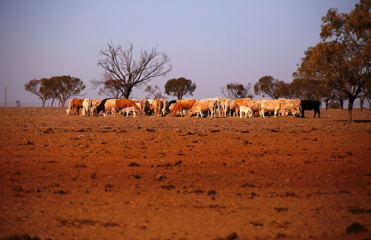 The remaining cattle on farmer May McKeown's drought-affected property, located on the outskirts of the northwestern New South Wales town of Walgett in Australia, eat hay July 20, 2018. Picture taken July 20, 2018.