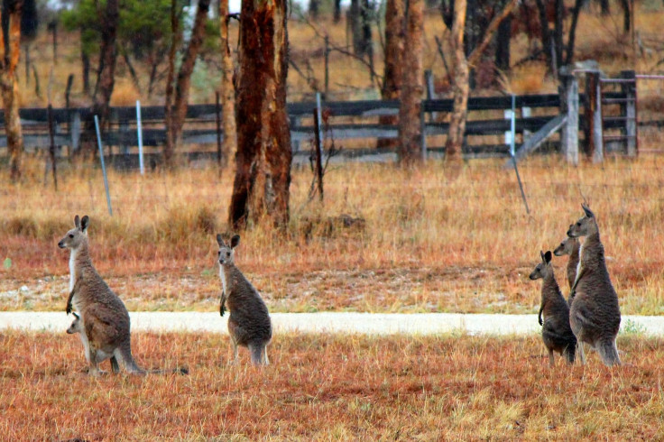 kangaroos