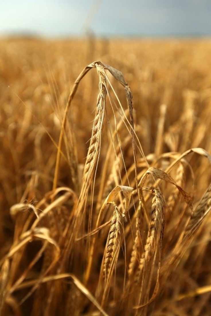The dispute would cost the Australian barley industry at least Aus$500 million ($327 million) a year