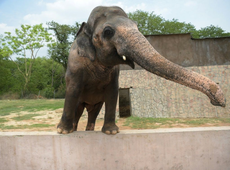 Pakistani elephant Kaavan is seen at the zoo in Islamabad in 2016, as activists have long called for his conditions to be improved
