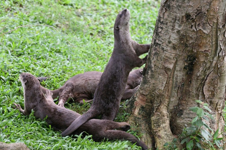 While many think of Singapore as a densely populated concrete jungle, it is also relatively green and has patches of rainforest, fairly clean waterways and abundant wildlife