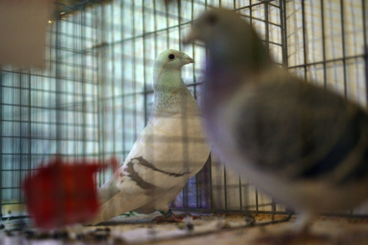 Pigeon racing is returning in England after the coronavirus lockdown