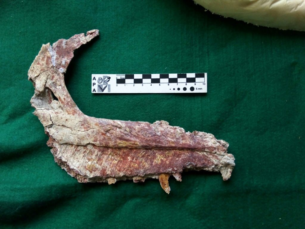 Argentine Paleontologists Discover Small Carnivorous Dinosaur