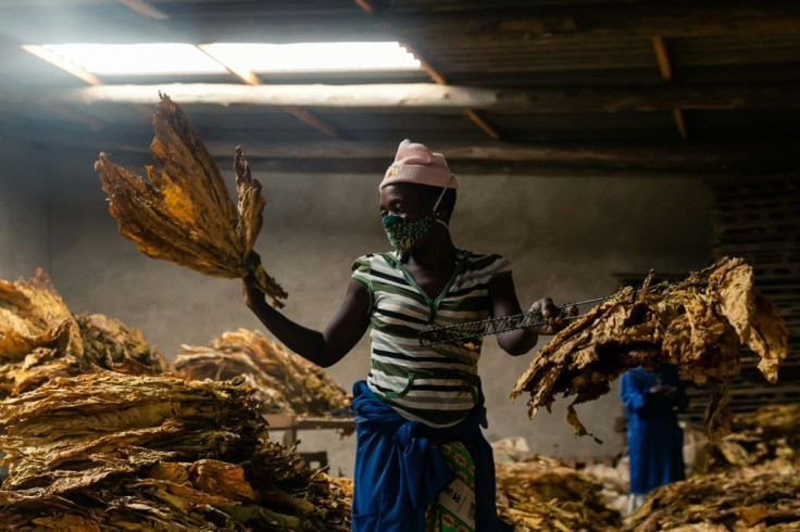 Shep Mafundikwa and Elias Lopez chose air-cured Burley tobacco for Mosi Oa Tunya Cigars