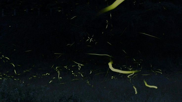 As the sun sets in the Japanese town of Tatsuno, thousands of fireflies begin to glow, creating a spectacle that usually draws tens of thousands of visitors, but not this year, with the annual festival cancelled due to the pandemic