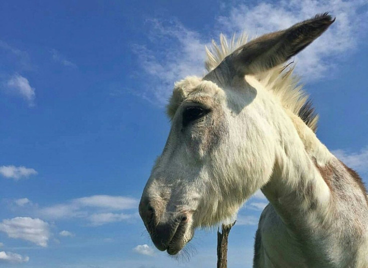 Buckwheat the donkey is a Zoom superstar, making office workers giggle with her appearances to benefit the Farmhouse Garden Animal Home, the Canadian animal sanctuary where she lives outside Toronto