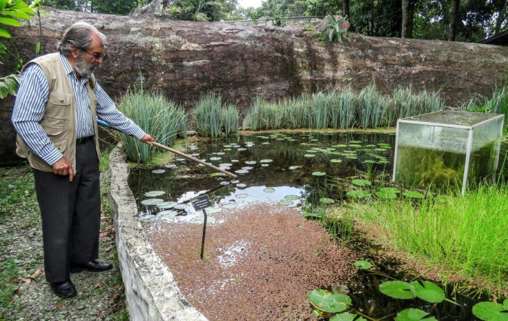 Botanist Alberto Gomez cleans a lake at his botanical garden in Quindio, Colombia