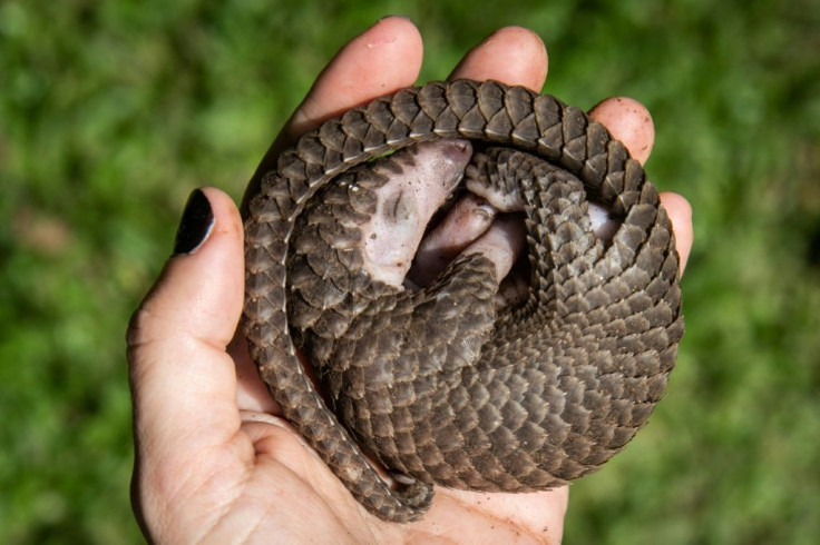 Myanmar is a hub for the illegal trafficking of wildlife such as pangolins -- a trade driven by demand from China