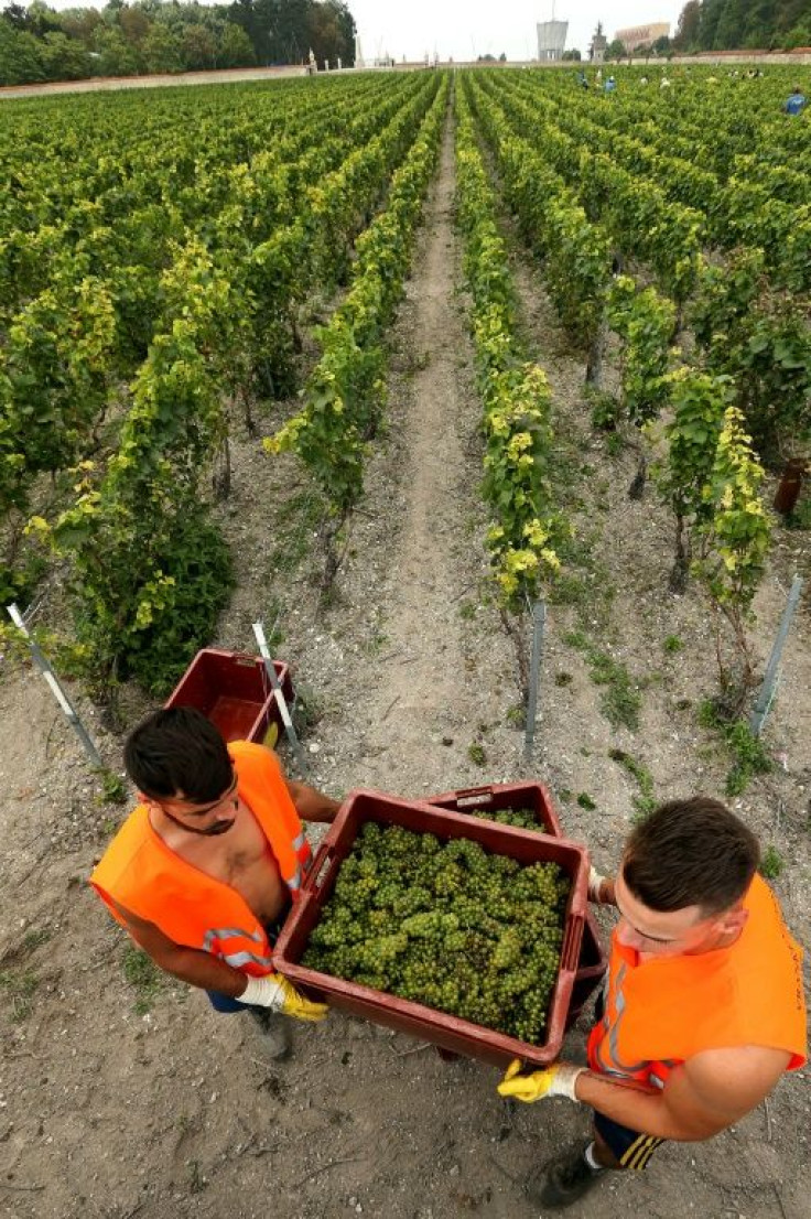 Harvesters load crates of green-skinned Chardonnay grapes in the vineyard of  Champagne house Pommery-Vranken