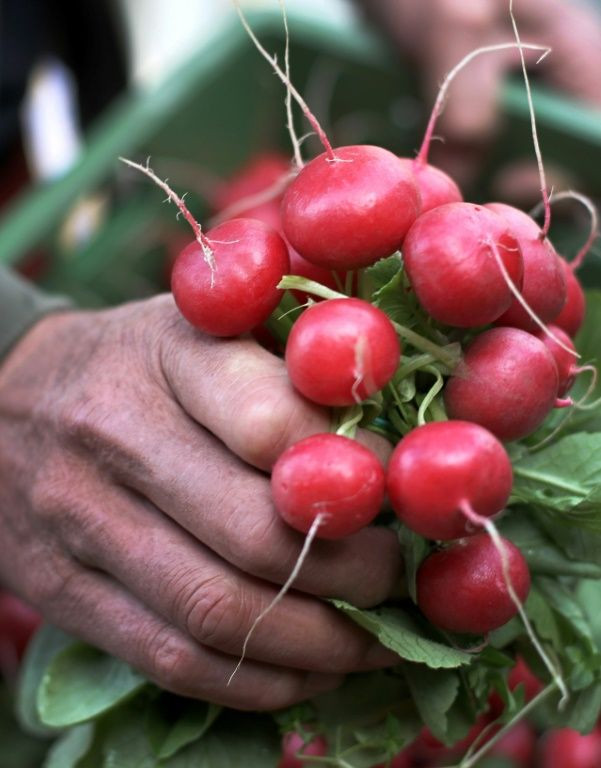 The humble radish is the perfect accompaniment to a glass of champagne, according to Didier Depond