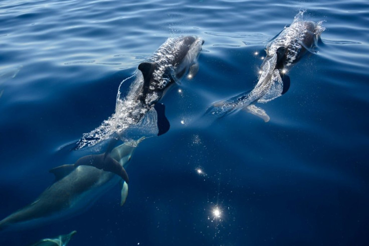 Aquatic creatures such as these common dolphins swimming off the southern French coast benefited from less sound pollution from pleasure craft during lockdown