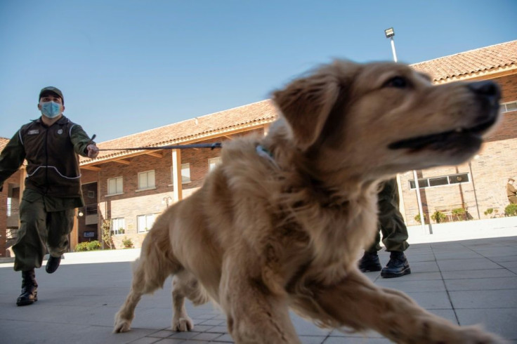 Clifford is one of three Golden Retrievers that the Chilean Police Canine Training team is preparing to sniff out COVID-19 cases