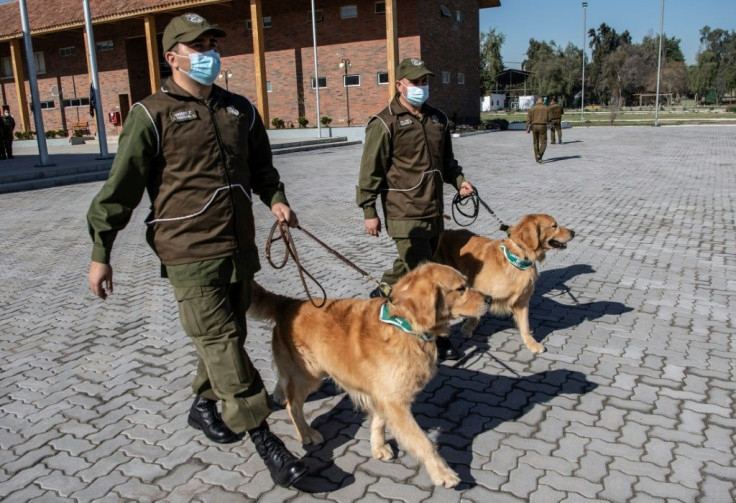 The canine trainees began their education one month ago, and will use sweat samples taken from COVID-19 patients being treated at the Universidad Catolica's clinic