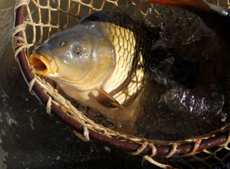 Carp from Europe were introduced into Groenvlei in South Africa in the 1800s and have proliferated so much that the lake's ecosystem is at threat