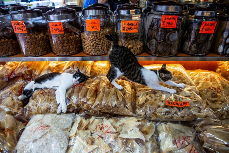 Cats at a dried seafood shop in Hong Kong. August 8 is International Cat Day