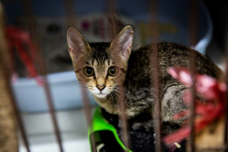 A kitten waits to be adopted at a shelter in Hong Kong