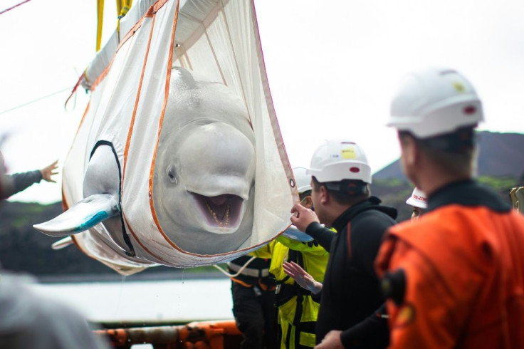 The beluga whales have moved to a sea sanctuary in Iceland after being released from a Shanghai aquarium