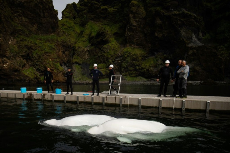 The conservationists hope to create a model for rehoming some 300 beluga whales currently in captivity