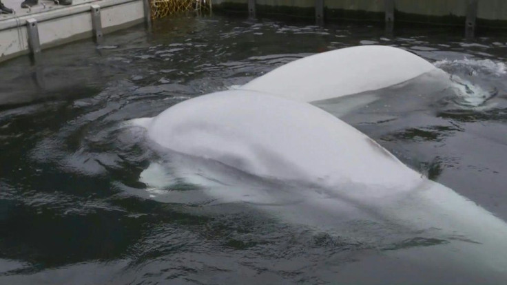 Two beluga whales from a Shanghai aquarium are returned to the sea in an Icelandic sanctuary in a move conservationists hopes will create a model for rehoming some 300 belugas currently in captivity.