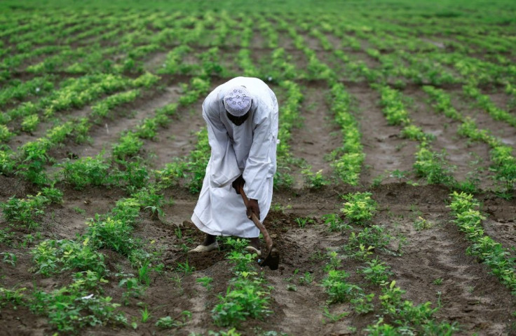 Farmer Khair Daoud tends his field of peanuts, a crop well suited to growing in Sudan