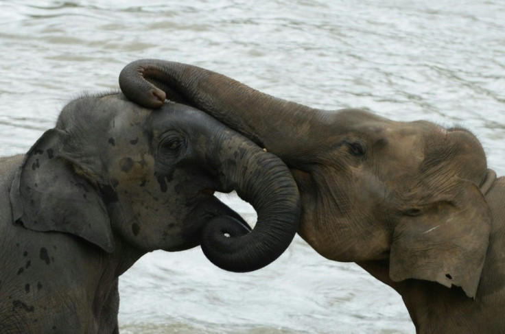 A new panel of experts on measures to reduce the human-elephant conflict in Sri Lanka will have its first meeting on World Elephant Day