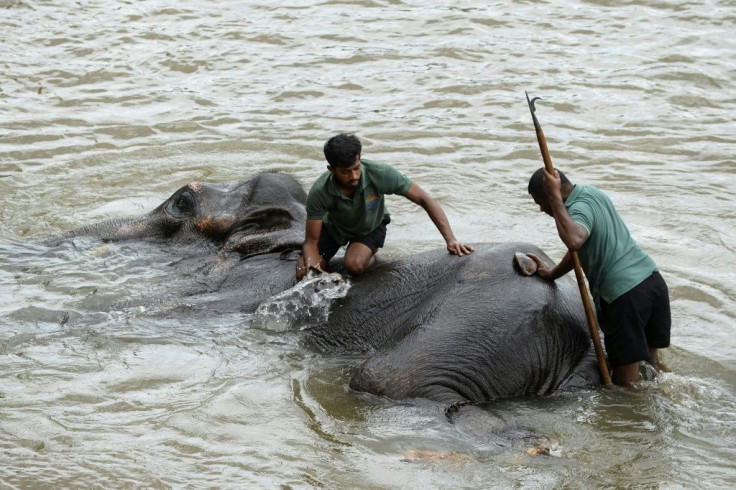 While the lockdown officially ended on June 28, Sri Lanka's borders remain closed to foreign tourists. And that has badly hit some who rely on the country's elephants