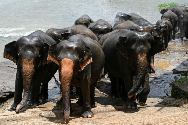 Sri Lanka's elephant population has declined to about 7,000 according to the latest census, down from 12,000 in the early 1900s