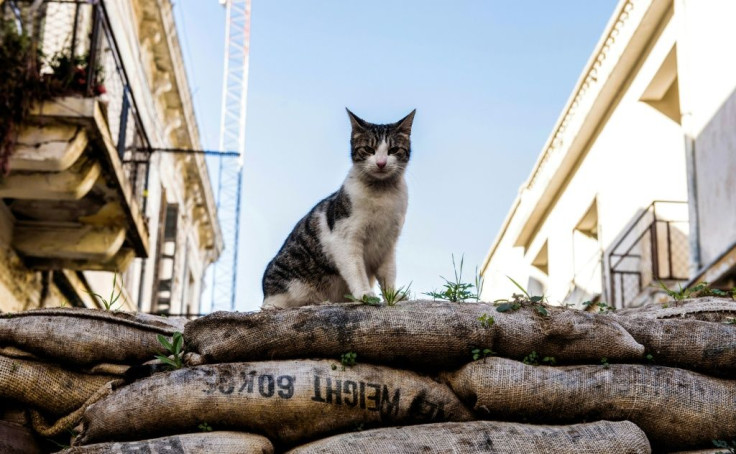 A cat sits on a sandbag barricade on Nicosia's Green Line, the UN-patrolled buffer zone in the world's last divided capital
