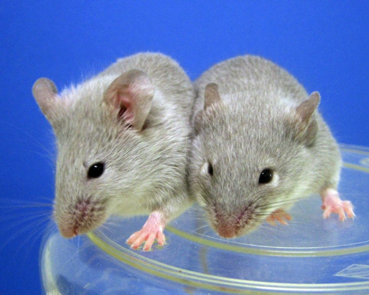 Scientists have successfully transplanted insulin-producing cells derived from stem cells into diabetic mice