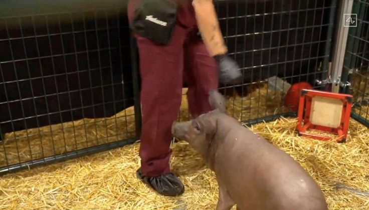 This video grab made from the online Neuralink livestream shows Gertrude, the pig implanted with a Neuralink device during a presentation on August 28, 2020