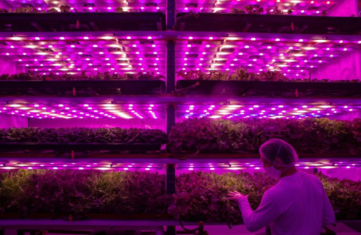 Pink Farms is the first vertical farm in Sao Paulo, Brazil -- the concept is based on using innovative technology to grow food "up," rather than out, bringing fresh, local produce to urban areas with less impact on the environment