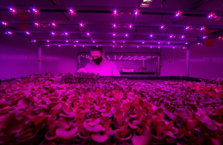 Pink Farms takes its name from the ethereal pink light produced by the mix of red and blue LED lamps that help its plants to grow