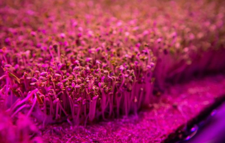 Seeds germinate beneath the growing lamps at Pink Farms