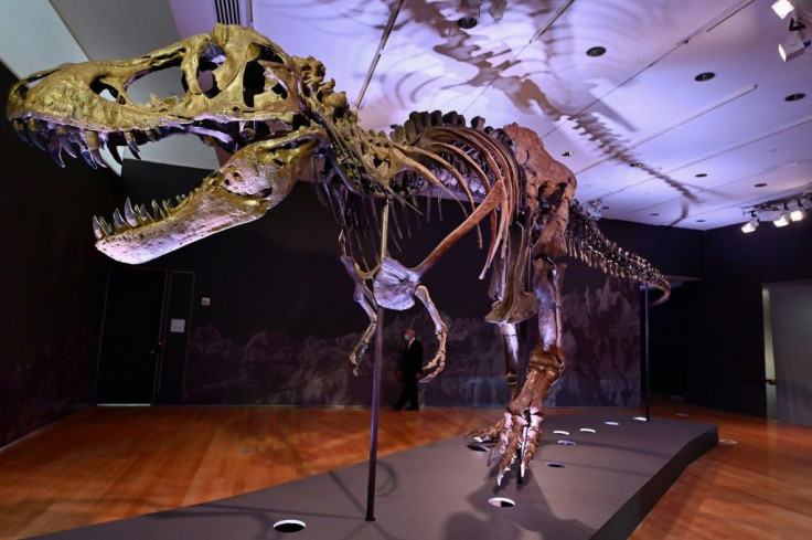 The remains of a Tyrannosaurus rex named Stan will go on sale in New York