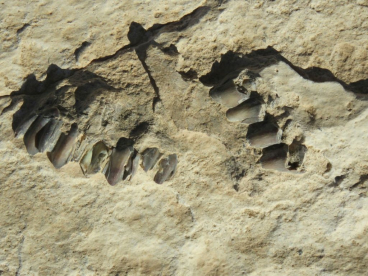This handout photo shows animal fossils eroding out of the surface of the Alathar ancient lake deposit