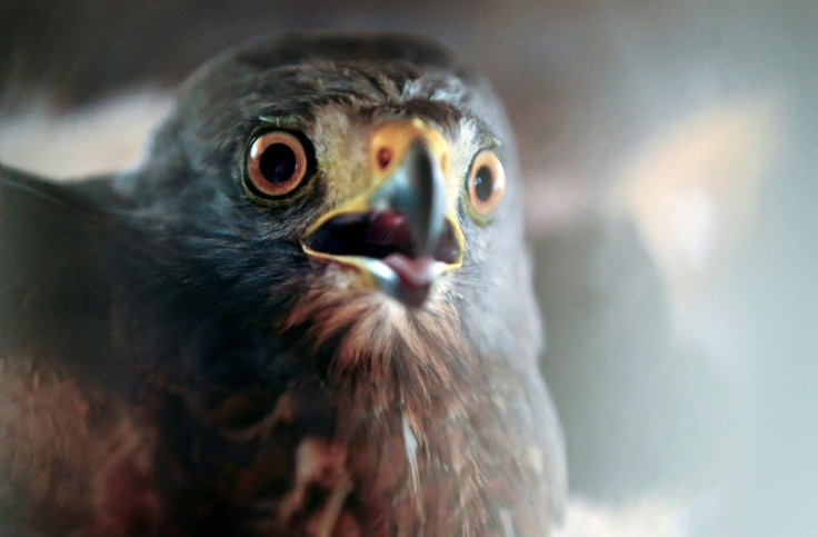 The hawk recovering after the feather transplant, eager to try out his new wings