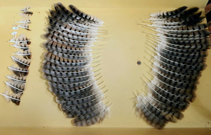 A set of feathers from a dead hawk ready to be grafted on to the wings of a mutilated hawk at an environment ministry veterinary clinic in San Salvador