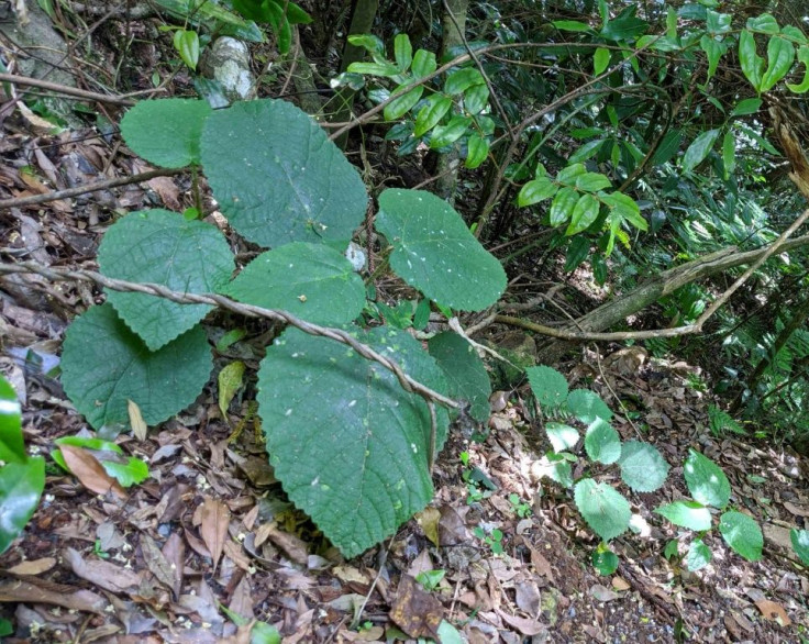 The tree, which has broad oval- or heart-shaped leaves, is primarily found in rainforest areas of northeast Queensland, where it is notorious among hikers