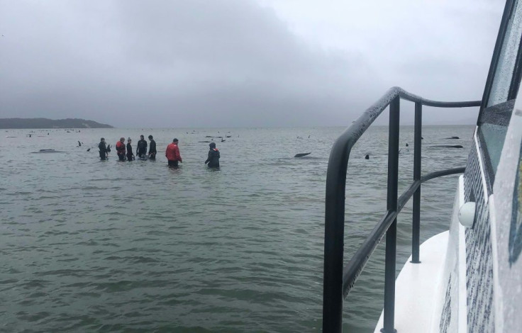 Rescuers are trying to help the surviving whales get back into the open ocean