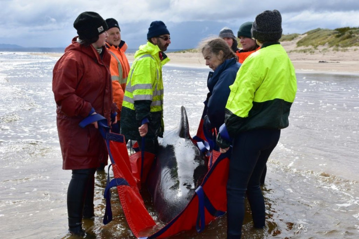 Rescuers in Australia have been battling chilly waters for days to try and save as many whales as possible after a mass stranding in Tasmania
