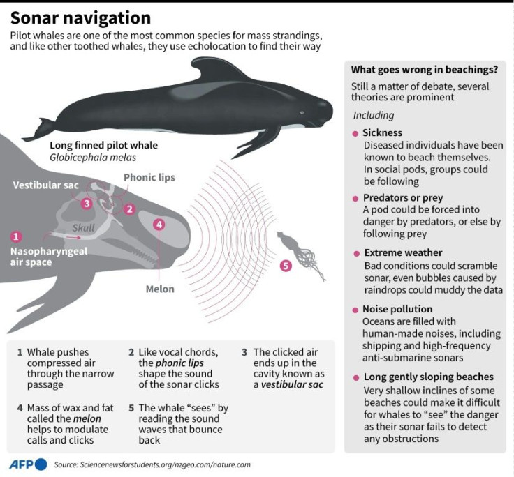 Graphic looking at how pilot whales use echolocation to navigate underwater.