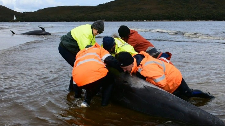 Rescuers on Friday continue their efforts to save whales stranded in the chilly waters of Macquarie Harbour. Some 380 members of the giant pod are already dead.