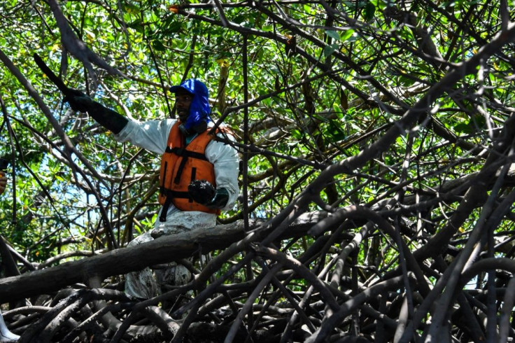 Brazilian court has blocked President Jair Bolsonaro's government from repealing regulations protecting mangroves and other fragile coastal ecosystems, after an outcry from environmentalists