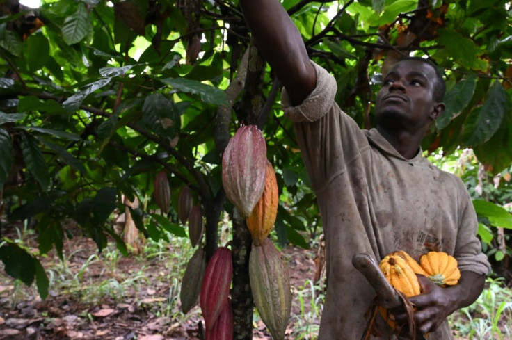 Backers of the law say child labour is hard to rule out when sourcing cocoa from West African countries like Ivory Cost