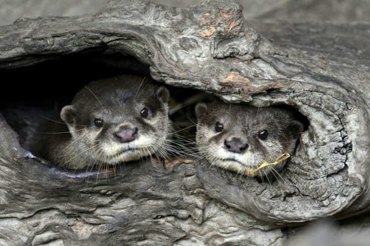 Two Asian small-clawed otters at Taipei Zoo