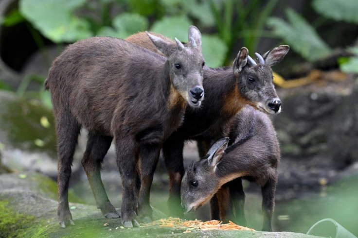 Formosan serows are among a raft of animals at Taipei Zoo to have given birth in recent months