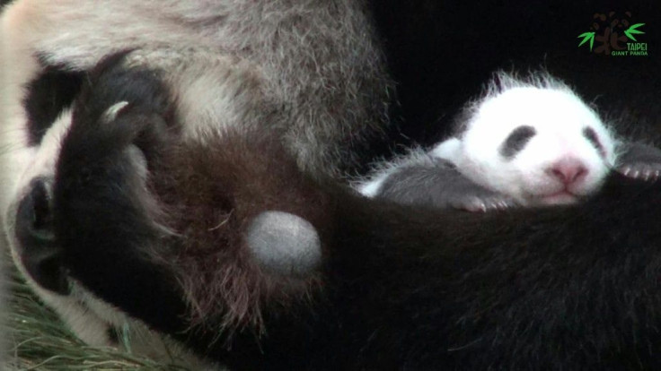 Taiwan's largest zoo has celebrated a flurry of births in recent months -- including pandas and pangolins -- in a welcome boost during a visitor slump due to the coronavirus.