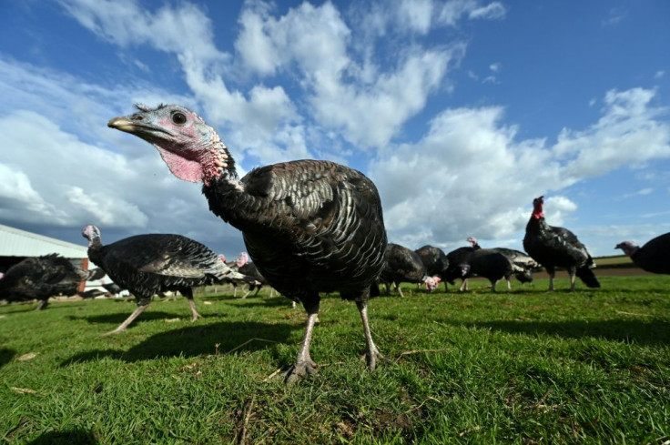 "Bronze" turkey hens are a smaller breed being favoured for downsized family dinners this Christmas